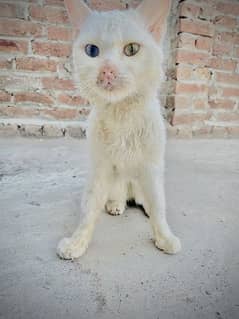 odd eyes cat persian beatiful blue and brown eyes male