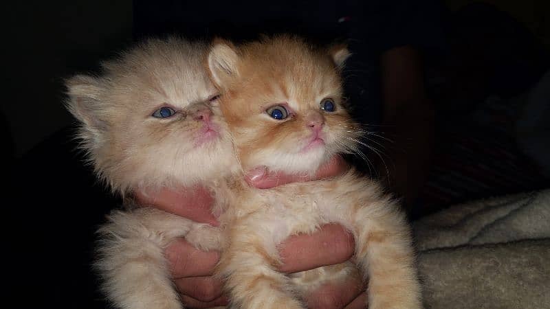 Punch face  triple cot Persian cat babies 0