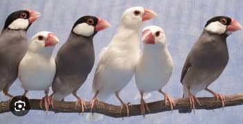 Java white,silver,Grey,Fawn Gouldian finch 0