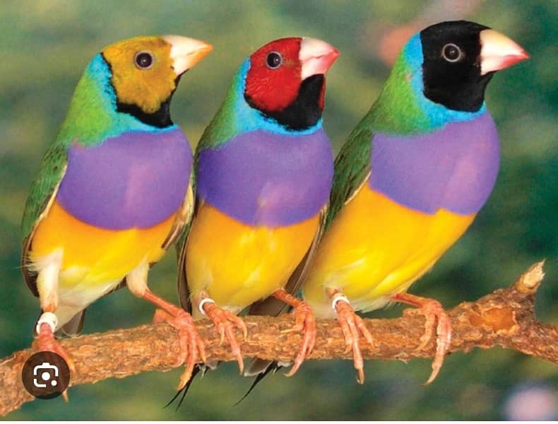 Java white,silver,Grey,Fawn Gouldian finch 2