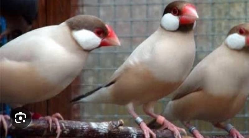 Java white,silver,Grey,Fawn Gouldian finch 3
