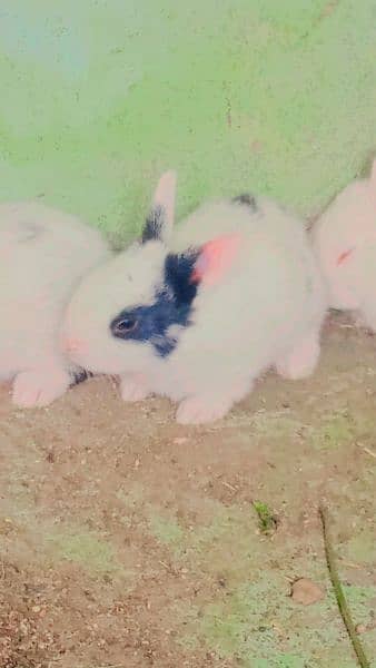 Rabbits for sale 4