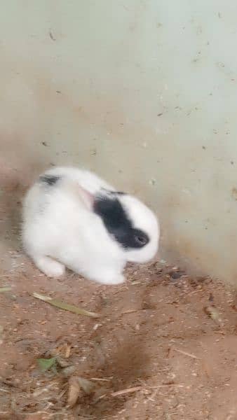 Rabbits for sale 5