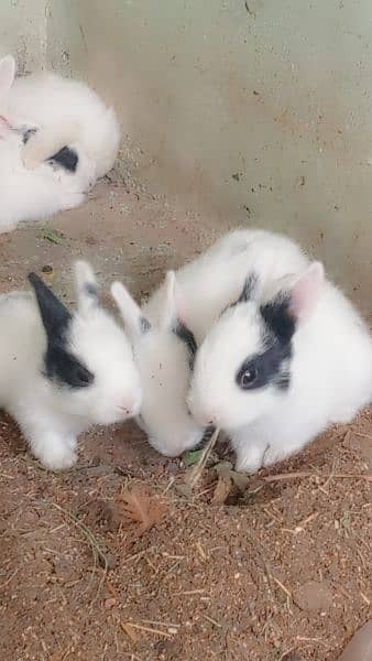 Rabbits for sale 6