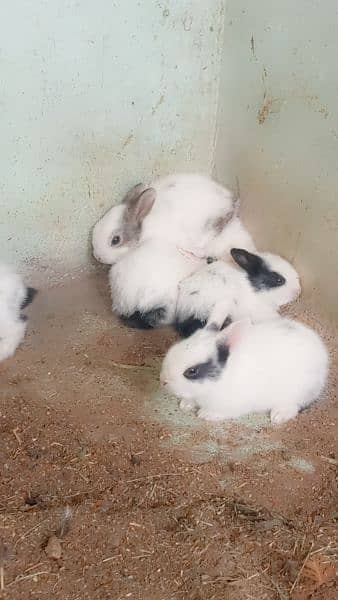 Rabbits for sale 7