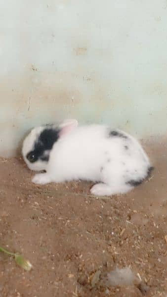 Rabbits for sale 8