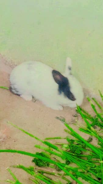 Rabbits for sale 9