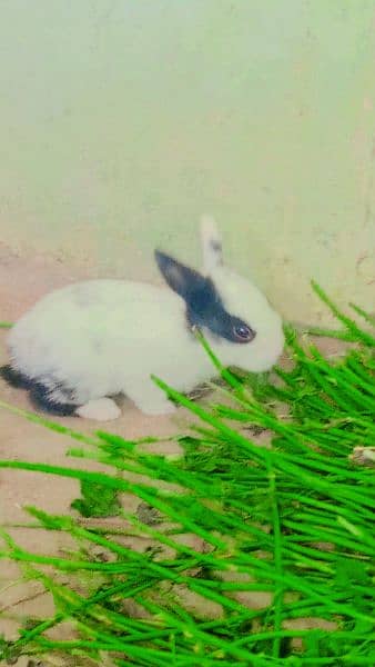 Rabbits for sale 11
