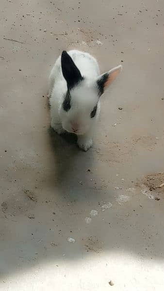 Rabbits for sale 12