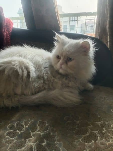 Persian Male Available for Mating 1