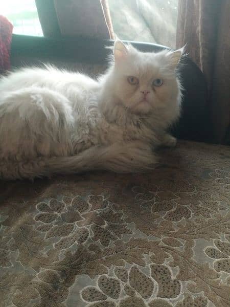 Persian Male Available for Mating. 3