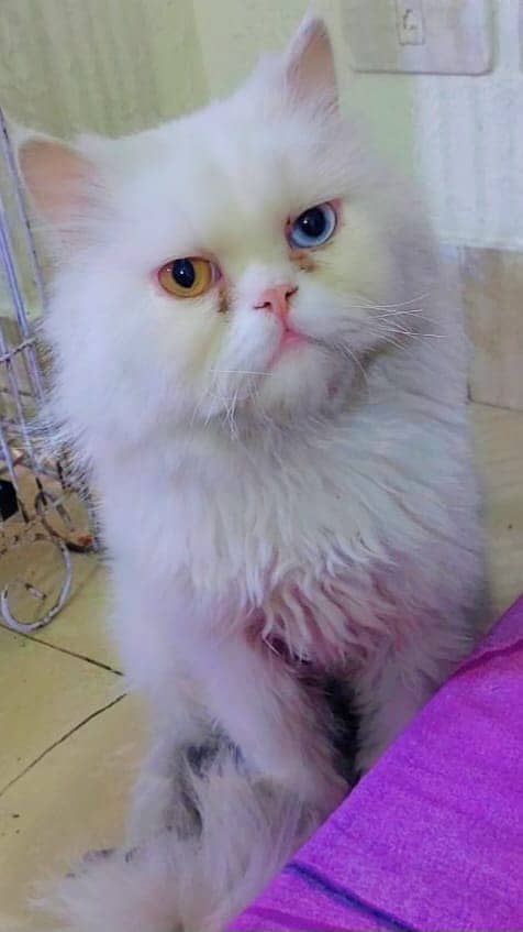 Persian Male Available for Mating 4