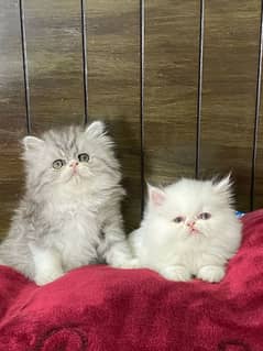 persian peke kittens available now 03104479848