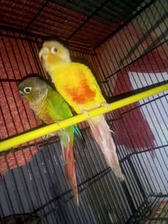 conure pineapple pair available for sale