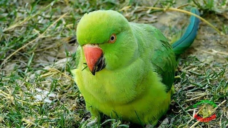 Talking parrot. 0