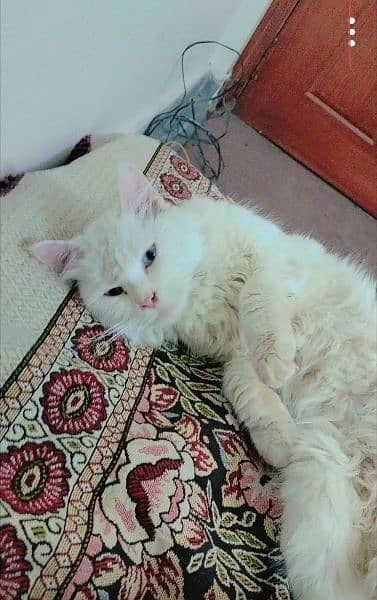 Persian cat male blue eyes 0