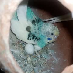 3 egg.   /.    breader  Australian pair   /.  blue black white colour