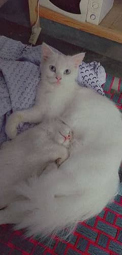 Persian female cat 3 cote 0