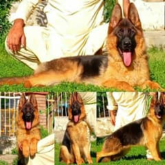 German shepherd dog / pedigree dog / GSD / Heavy bone high class dog
