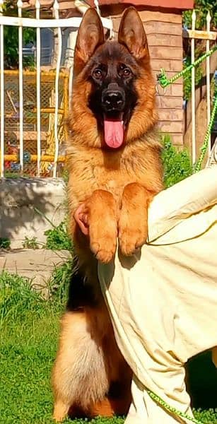 German shepherd dog / male dog  / GSD / Heavy bone high class dog 4