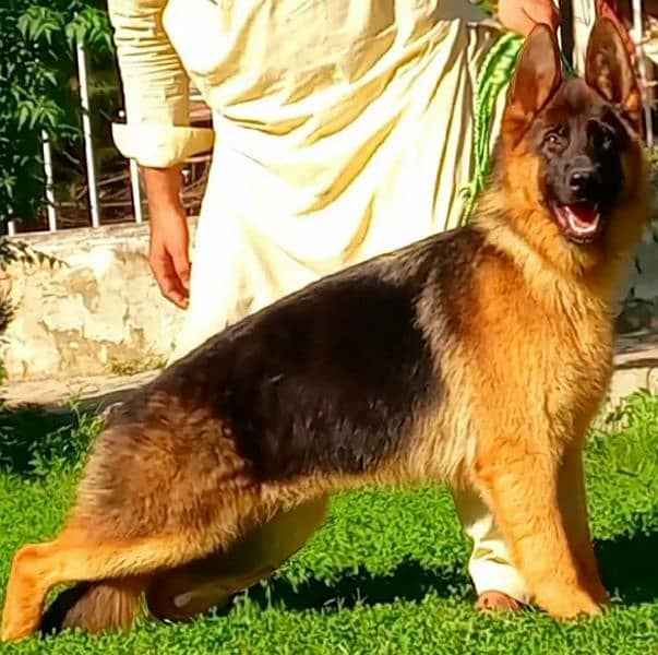 German shepherd dog / male dog  / GSD / Heavy bone high class dog 3
