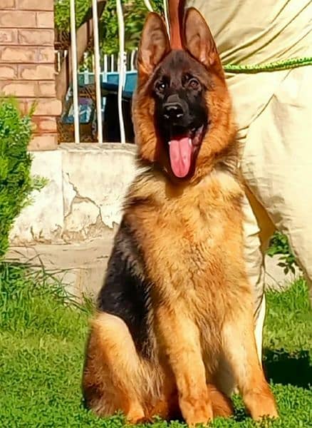 German shepherd dog / male dog  / GSD / Heavy bone high class dog 1