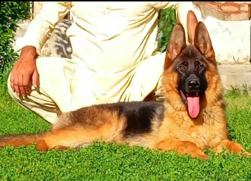 German shepherd dog / male dog  / GSD / Heavy bone high class dog 2