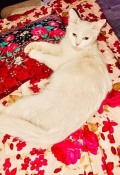 PERSIAN CAT FEMALE AGE 1 YEAR AND NOW PREGNANT