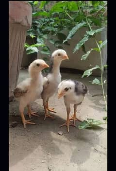 shamo cross chicks