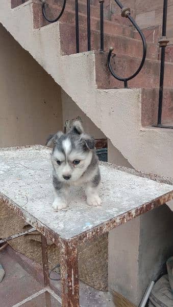 Russian Male puppy for sale 5