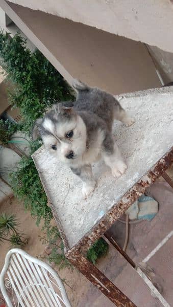 Russian Male puppy for sale 6