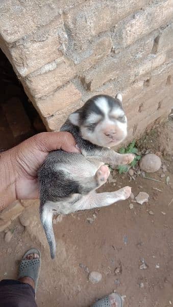Russian Male puppy for sale 7