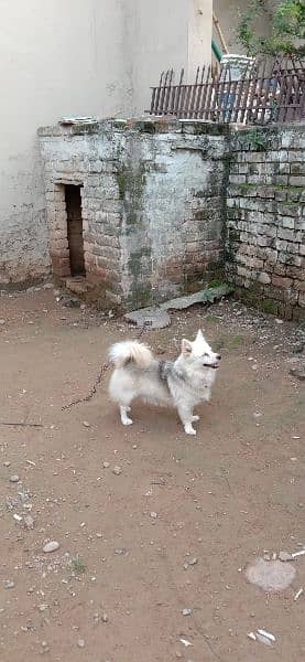 Russian Male puppy for sale 2