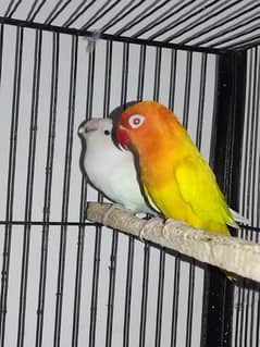 Cage + breader Lovebirds