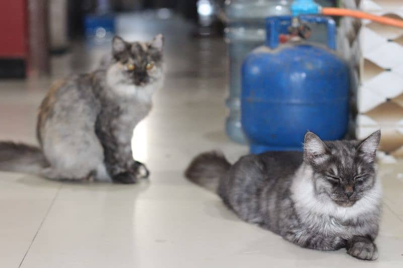 Persian Cats Pair 1 year old 5