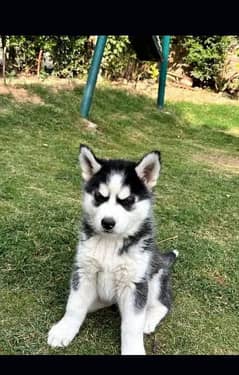 Siberian Husky puppies for sale