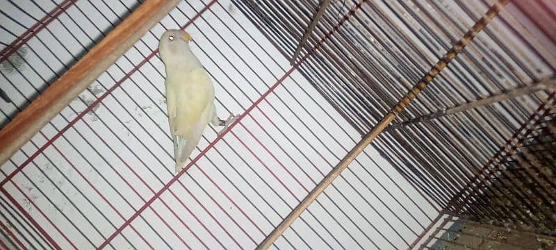 Albino red eye and split red eye both available 6