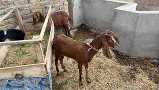 2 goats femal for sale 8 months age 0