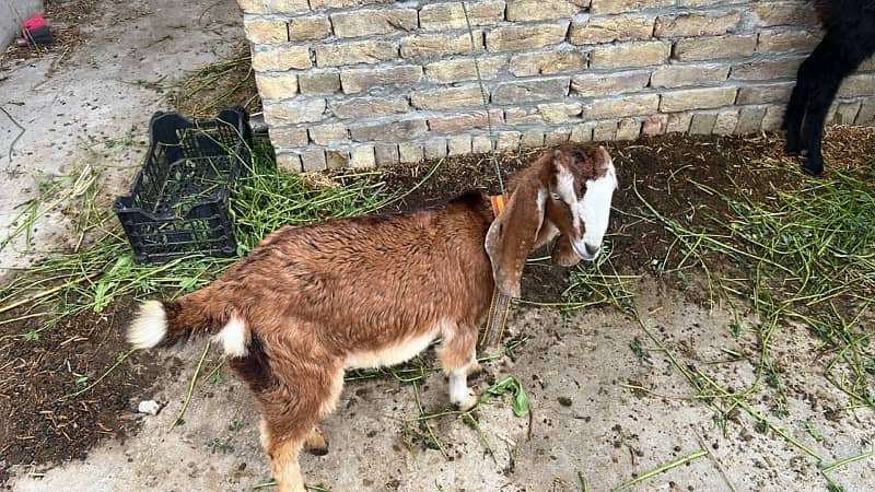2 goats femal for sale 8 months age 1