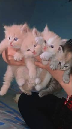 Persian Cats For Sale 0