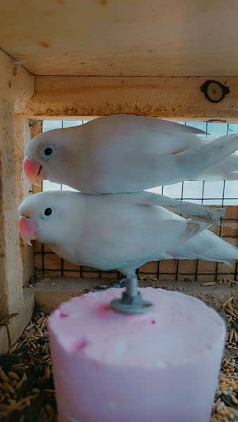 Albino split red eye pair for sale 0