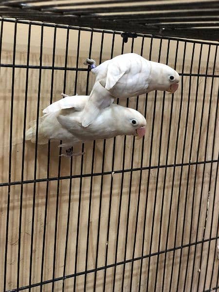 Albino split red eye pair for sale 1