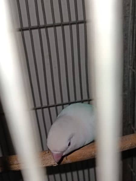 Albino split red eye pair for sale 2