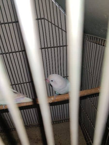 Albino split red eye breeder Male for sale 3