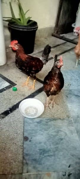 hen chicks for sale 4