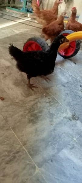 hen chicks for sale 6