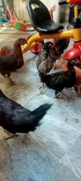 hen chicks for sale 7