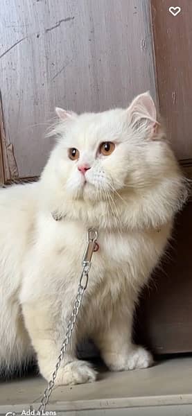 Persian Cat Stu. d 1