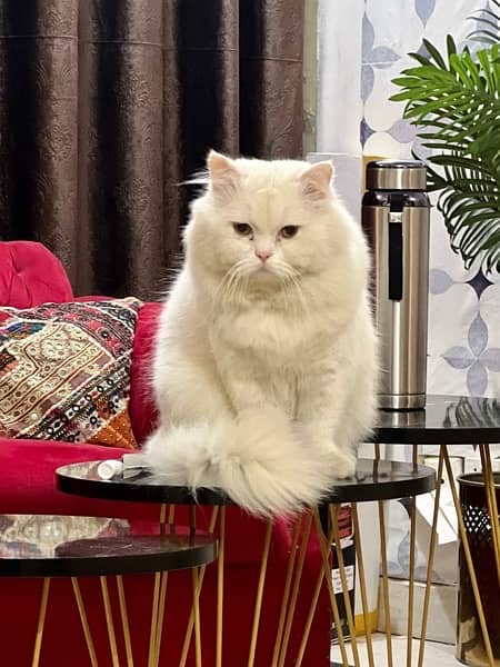 Persian Cat Stu. d 2