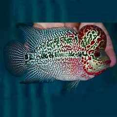 Flowerhorn